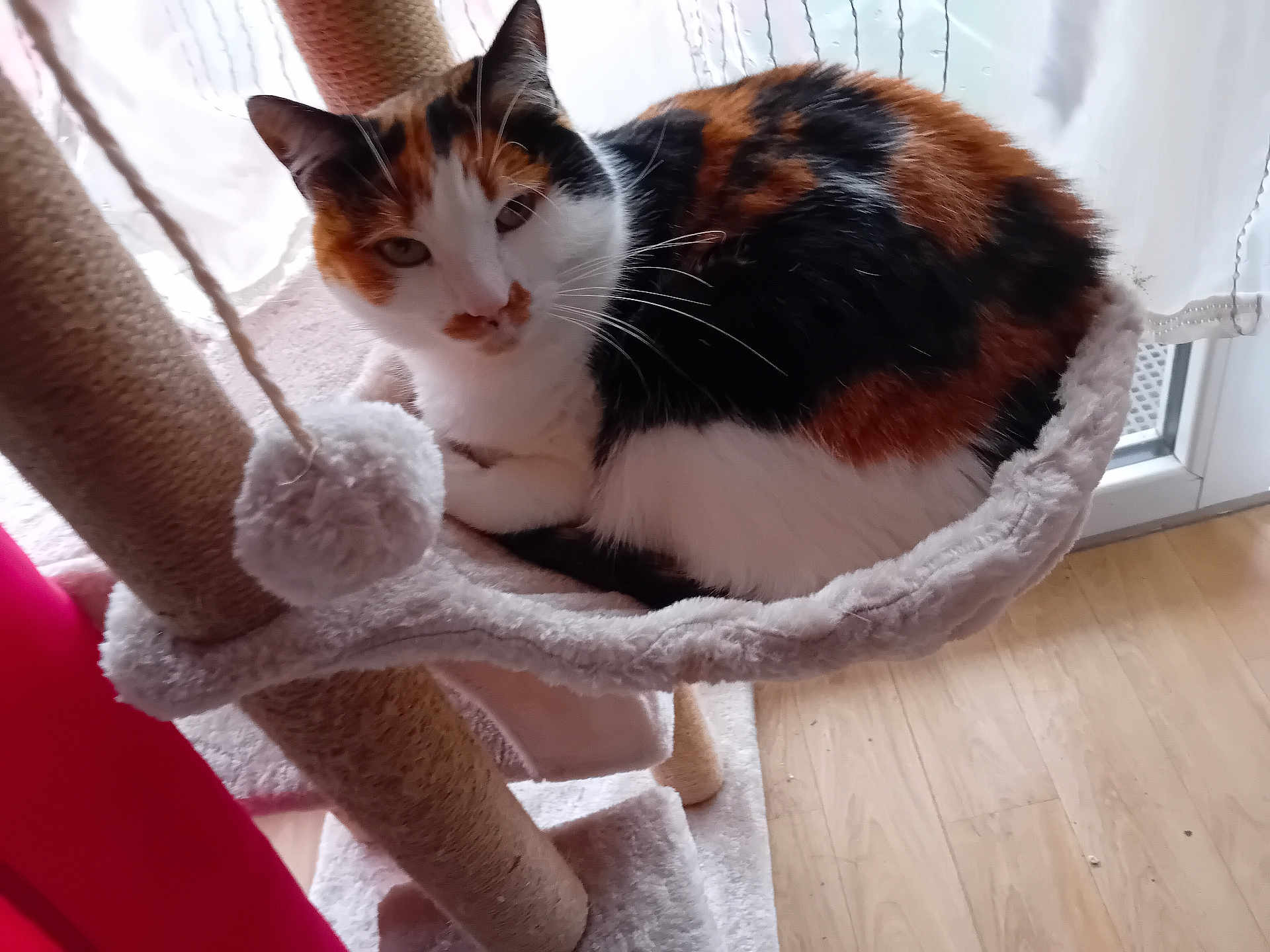 Mookie participe au concours pour gagner de l'argent avec cette photo : cat, calico_cat, pet, scratching_post, cat_hammock, indoor, wooden_floor, curtains, window, pom_pom_toy, furniture, cozy, relaxed, animal, fur, whiskers, domestic, cute, resting, comfort