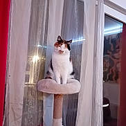 Mookie participe au concours pour gagner de l'argent avec cette photo : animal, calico, cat, cat_tree, cozy, curtains, domestic, feline, fluffy, furniture, home, indoor, peaceful, perched, pet, quiet, relaxed, resting, soft, window