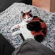Mookie a rejoint le concours — aidez-le/la à gagner de superbes lots ! cat, calico_cat, fluffy_rug, indoor, pet, animal, fur, relaxed, home, carpet, white, orange, black, legs, clothing, cozy, floor, resting, domestic_animal, looking