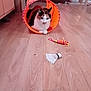 Mookie participe au concours pour gagner de l'argent avec cette photo : animal, badminton_shuttlecock, cabinet, calico_cat, cat, cat_toy, cozy, curtains, domestic_animal, flooring, furniture, home, indoor, kitten, orange_tunnel, pet, playing, resting, toy_mouse, wooden_floor