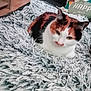 cat, calico_cat, pet, animal, feline, fur, blanket, shaggy, cozy, indoor, resting, cute, whiskers, ears, face, bedroom, pillow, cushion, soft, relaxed