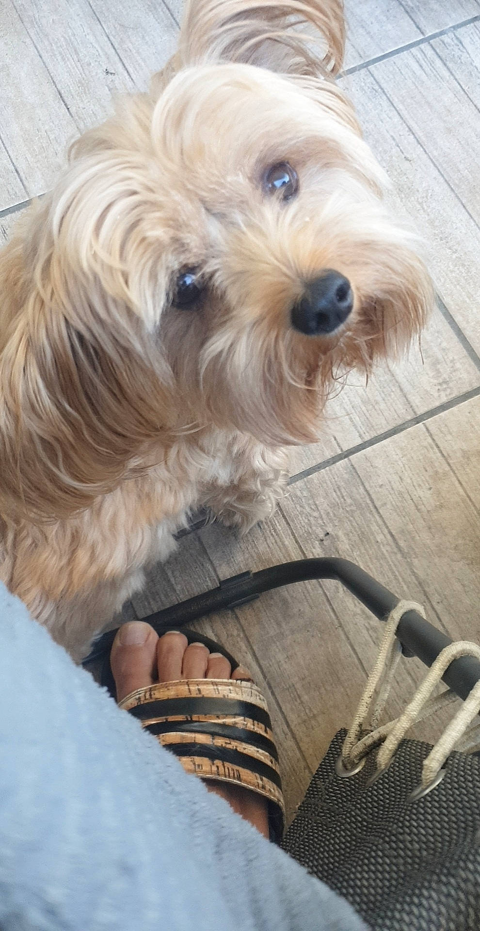 Maestro a rejoint le concours — aidez-le/la à gagner de superbes lots ! canidae, carnivore, companion_dog, dog, dog_breed, dog_supply, flooring, foot, fur, maltepoo, sandal, shih_poo, sitting, small_terrier, snout, sporting_group, terrier, toy_dog, wood, working_animal