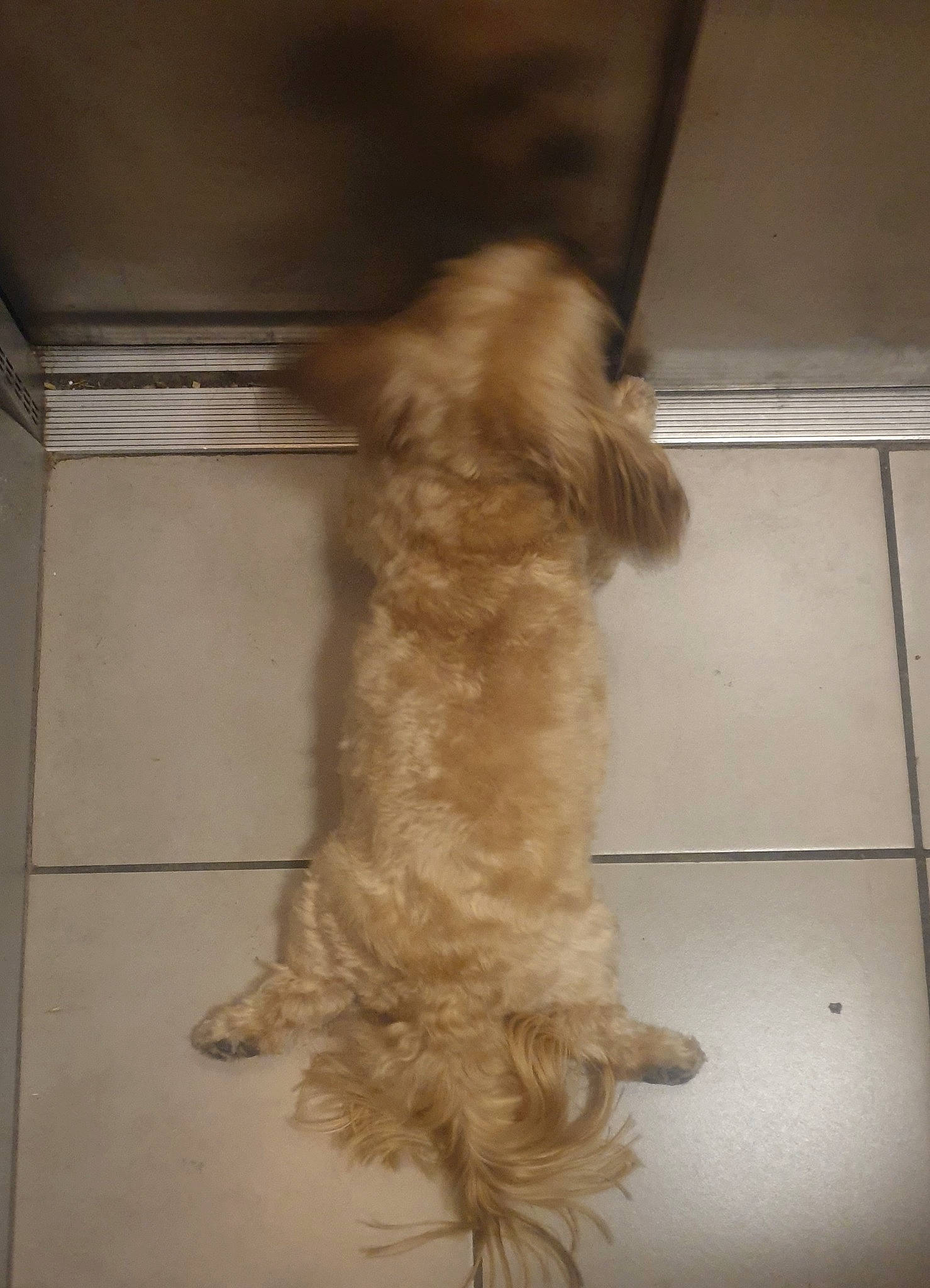 Maestro participe au concours pour gagner de l'argent avec cette photo : canidae, carnivore, companion_dog, dog, dog_breed, dog_supply, fawn, flooring, fur, hardwood, liver, maltepoo, pet_supply, small_terrier, sporting_group, tail, terrier, toy_dog, water_dog, wood