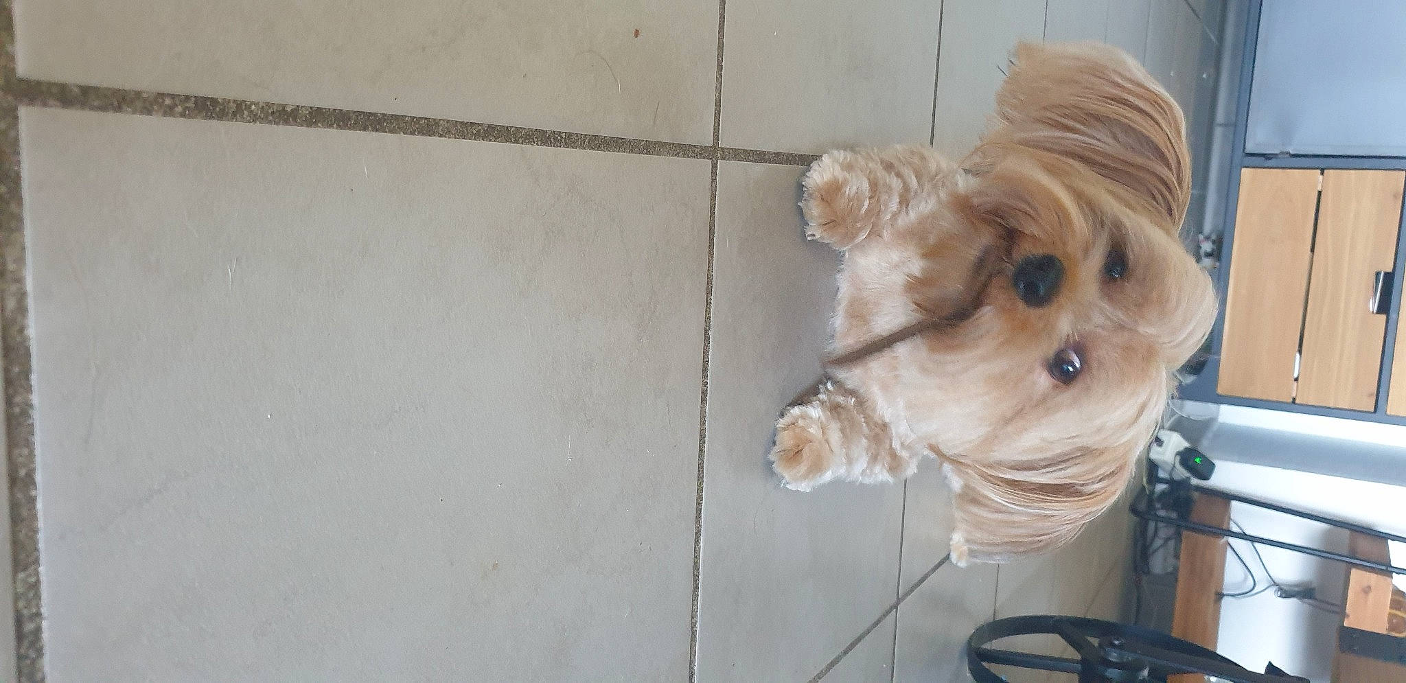 Maestro a rejoint le concours — aidez-le/la à gagner de superbes lots ! canidae, carnivore, collar, companion_dog, dog, dog_breed, dog_supply, fawn, flooring, fur, hardwood, liver, pet_supply, snout, sporting_group, tail, toy_dog, whiskers, wood, working_animal