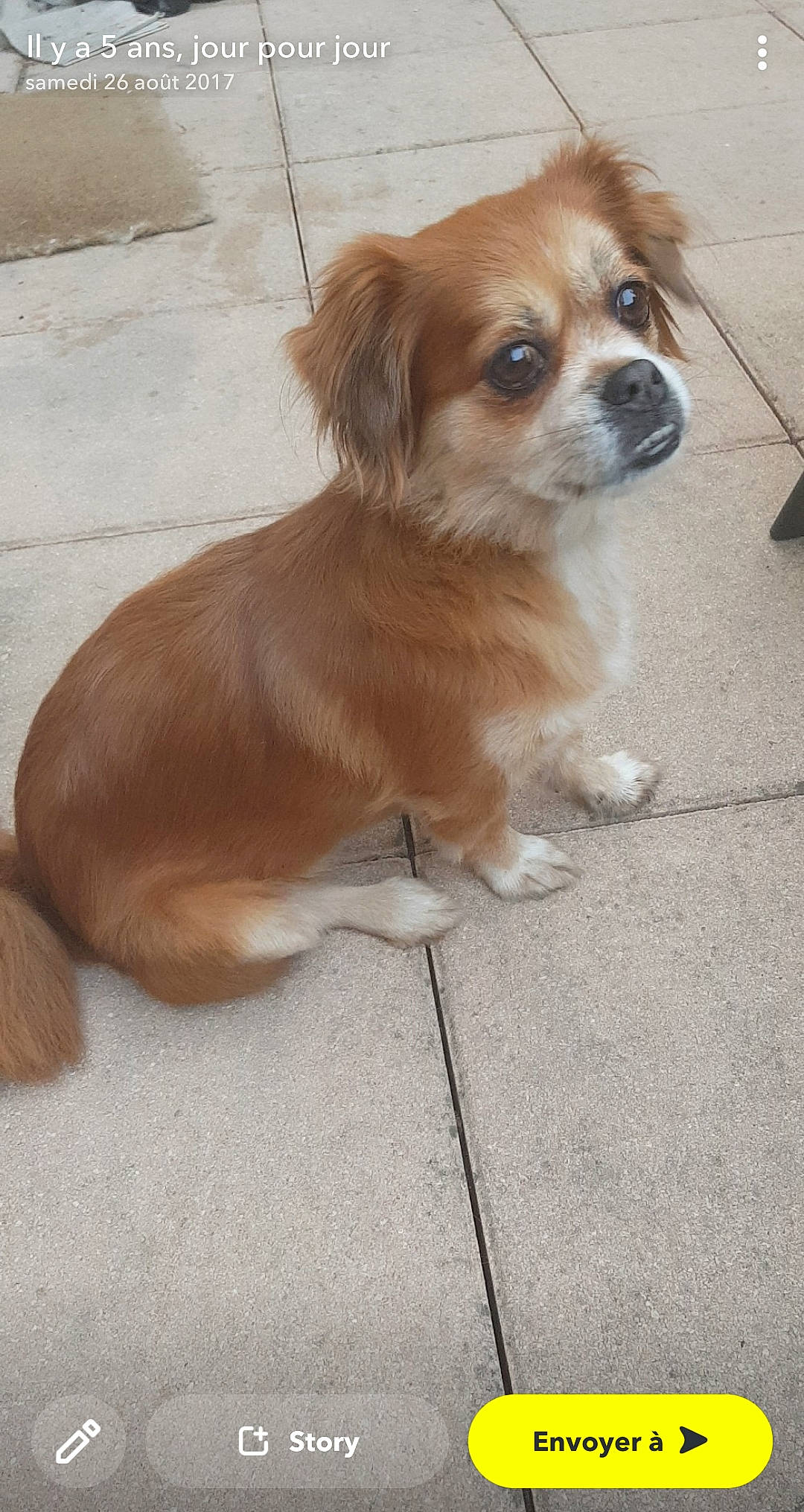 Flower a rejoint le concours — aidez-le/la à gagner de superbes lots ! ancient_dog_breeds, canidae, carnivore, companion_dog, dog, dog_breed, fawn, flooring, fur, liver, puppy, snout, sporting_group, tibetan_spaniel, toy_dog, whiskers, working_animal, working_dog