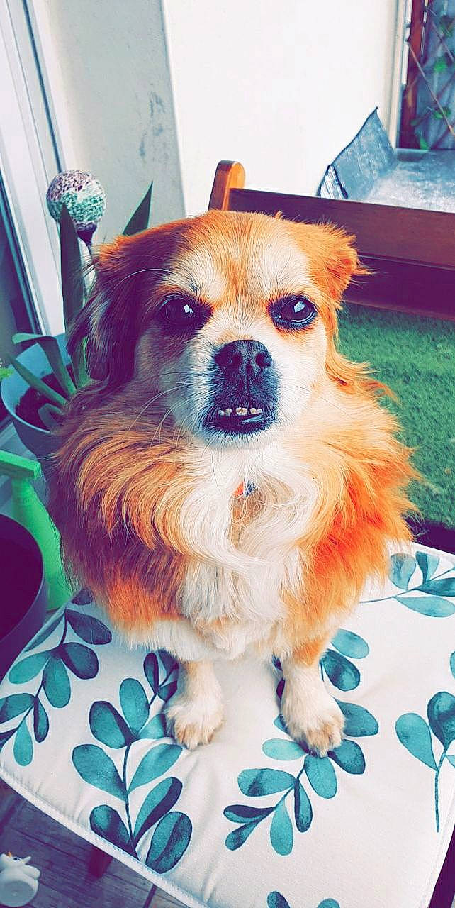 Flower a rejoint le concours — aidez-le/la à gagner de superbes lots ! art, blue, canidae, carnivore, collar, companion_dog, dog, dog_breed, dog_supply, fawn, fur, snout, sporting_group, toy_dog, whiskers, working_dog