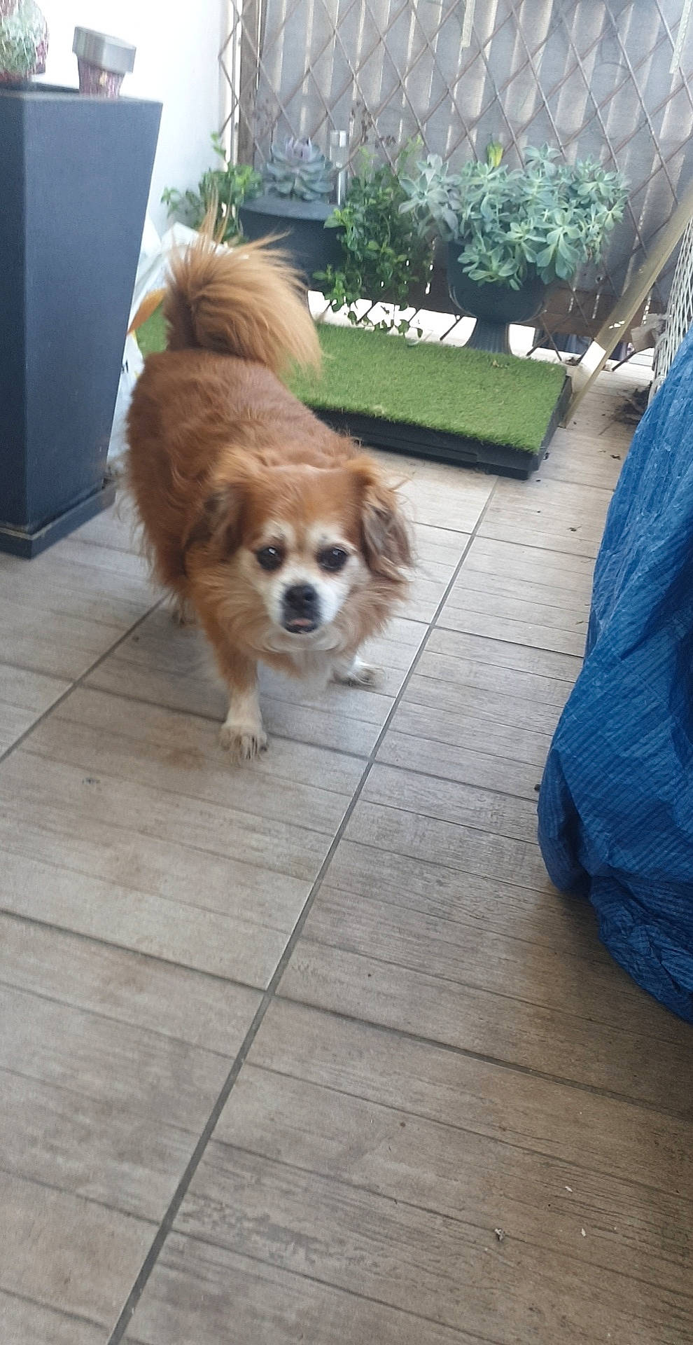 Flower a rejoint le concours — aidez-le/la à gagner de superbes lots ! canidae, carnivore, collar, companion_dog, dog, dog_breed, fawn, floor, flooring, fur, grass, hardwood, liver, plant, snout, sporting_group, tail, toy_dog, wood, working_animal