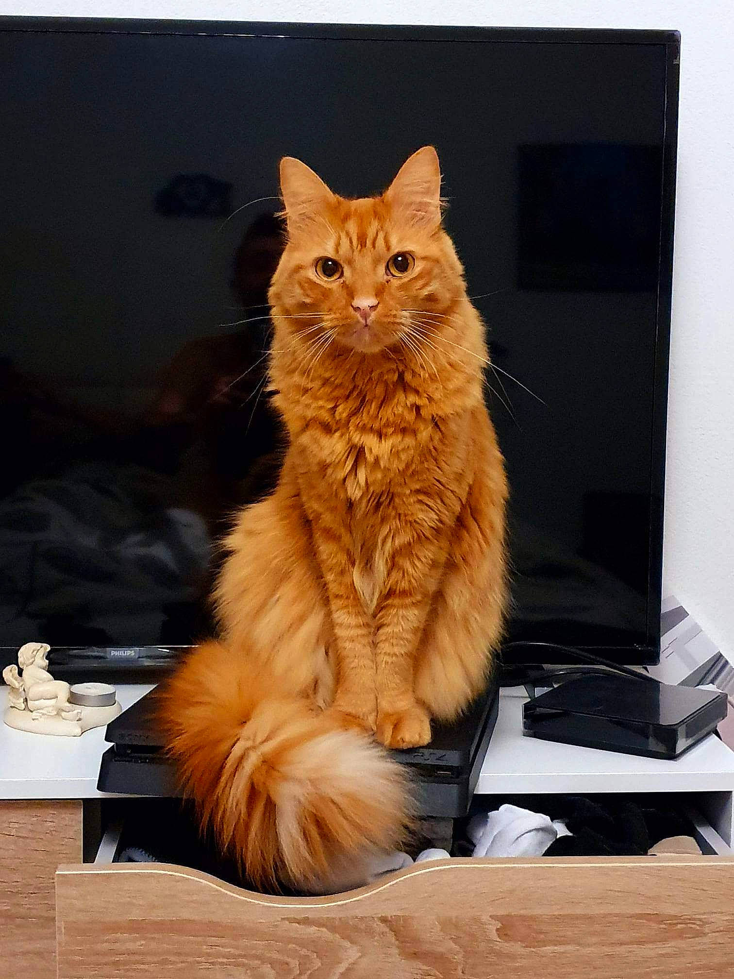 Curly participe au concours pour gagner de l'argent avec cette photo : box, british_longhair, carnivore, cat, claw, domestic_short_haired_cat, fawn, felidae, flooring, fur, maine_coon, paw, personal_computer, small_to_medium_sized_cats, snout, tail, terrestrial_animal, whiskers, window, wood