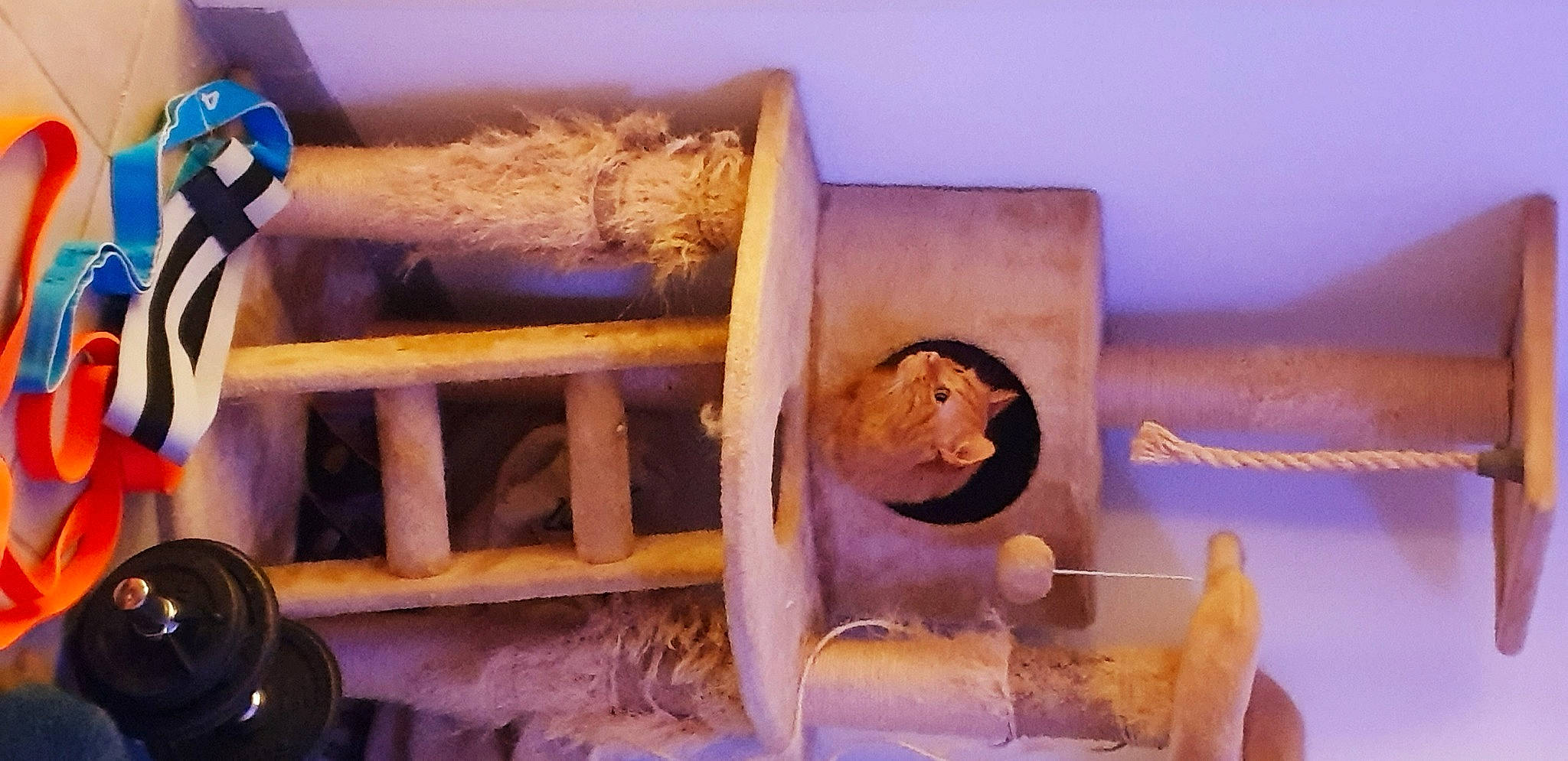 Curly a rejoint le concours — aidez-le/la à gagner de superbes lots ! art, camera, gas, hardwood, landscape, light, purple, room, single_lens_reflex_camera, stairs, still_life_photography, visual_arts, wood