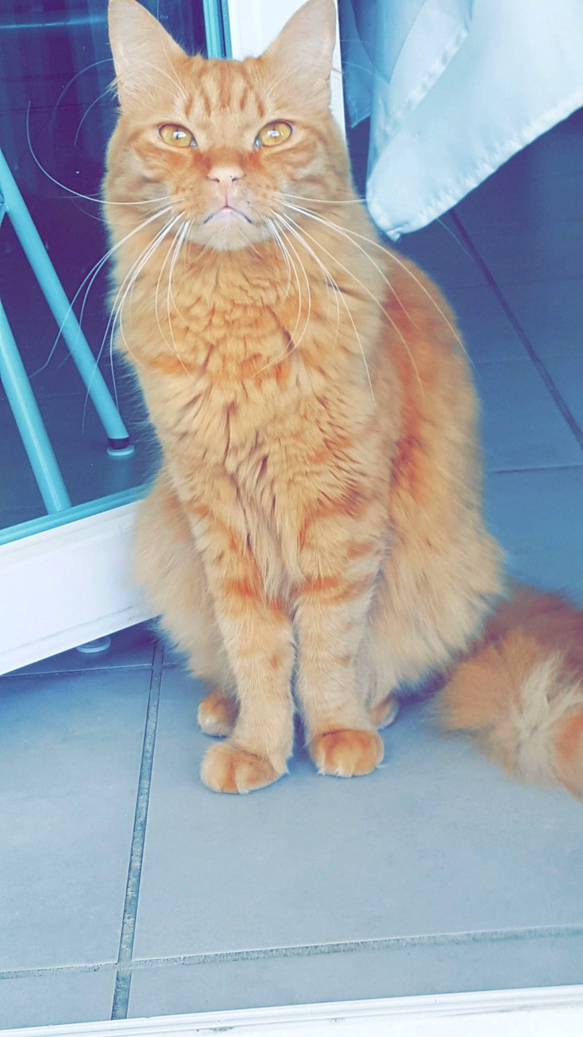 Curly participe au concours pour gagner de l'argent avec cette photo : carnivore, cat, claw, comfort, computer_keyboard, domestic_short_haired_cat, electric_blue, fawn, felidae, flooring, fur, orange, paw, sitting, small_to_medium_sized_cats, tail, terrestrial_animal, whiskers, wood