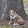 animal, bark, brown, canine, collar, dog, fur, grass, ground, leaf, leash, mammal, nature, outdoor, park, pet, quiet, sitting, tree, white