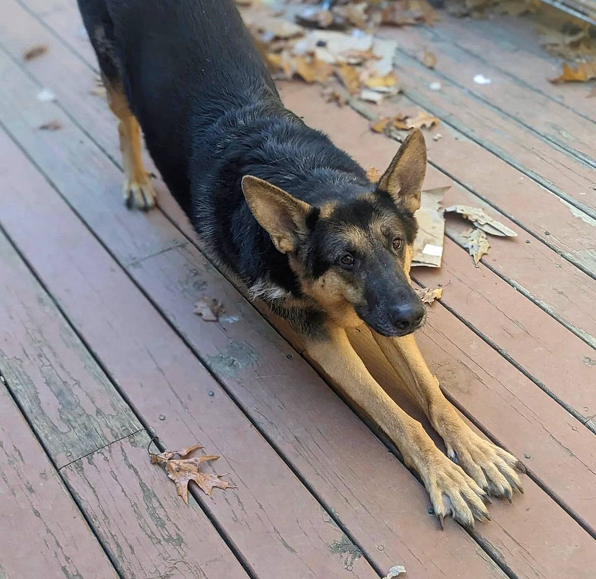 Clyde is registered to the contest to win money with this photo: carnivore, companion_dog, dog, dog_breed, fawn, flooring, fur, guard_dog, hardwood, lumber, paw, plank, snout, sporting_group, terrestrial_animal, wood, wood_stain, working_animal, working_dog