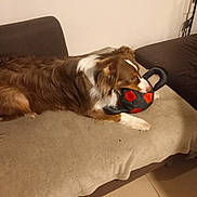 Pachi participe au concours pour gagner de l'argent avec cette photo : animal, bite, blanket, brown, canine, comfort, couch, dog, floor, fur, home, household, indoor, laying, living_room, pet, playful, relaxed, toy, white