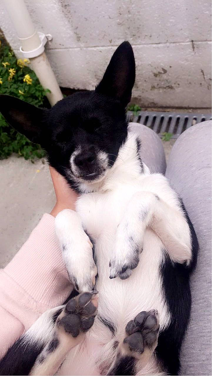 Buddy is registered to the contest to win money with this photo: carnivore, claw, companion_dog, dog, dog_breed, fur, paw, pet_supply, snout, tail, terrestrial_animal, vertebrate, working_animal