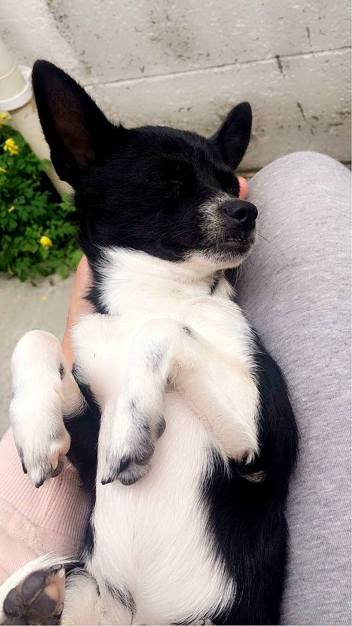 Buddy is registered to the contest to win money with this photo: black, canidae, carnivore, companion_dog, dog, dog_breed, non_sporting_group, paw, snout, terrestrial_animal, vertebrate, working_animal, working_dog