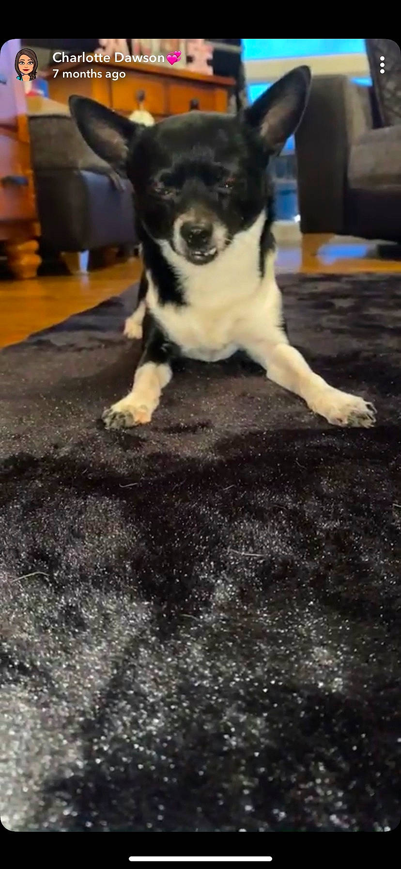 Buddy joined the competition — help win amazing prizes! black, canidae, carnivore, companion_dog, dog, dog_breed, herding_dog, home_accessories, sled_dog, snout, sporting_group, vertebrate, working_animal, working_dog