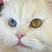 Bowie participe au concours pour gagner de l'argent avec cette photo : animal, blue_eye, cat, close_up, curious, cute, domestic_cat, face, feline, fluffy, fur, heterochromia, indoor, pet, pink_nose, portrait, soft, whiskers, white_cat, yellow_eye