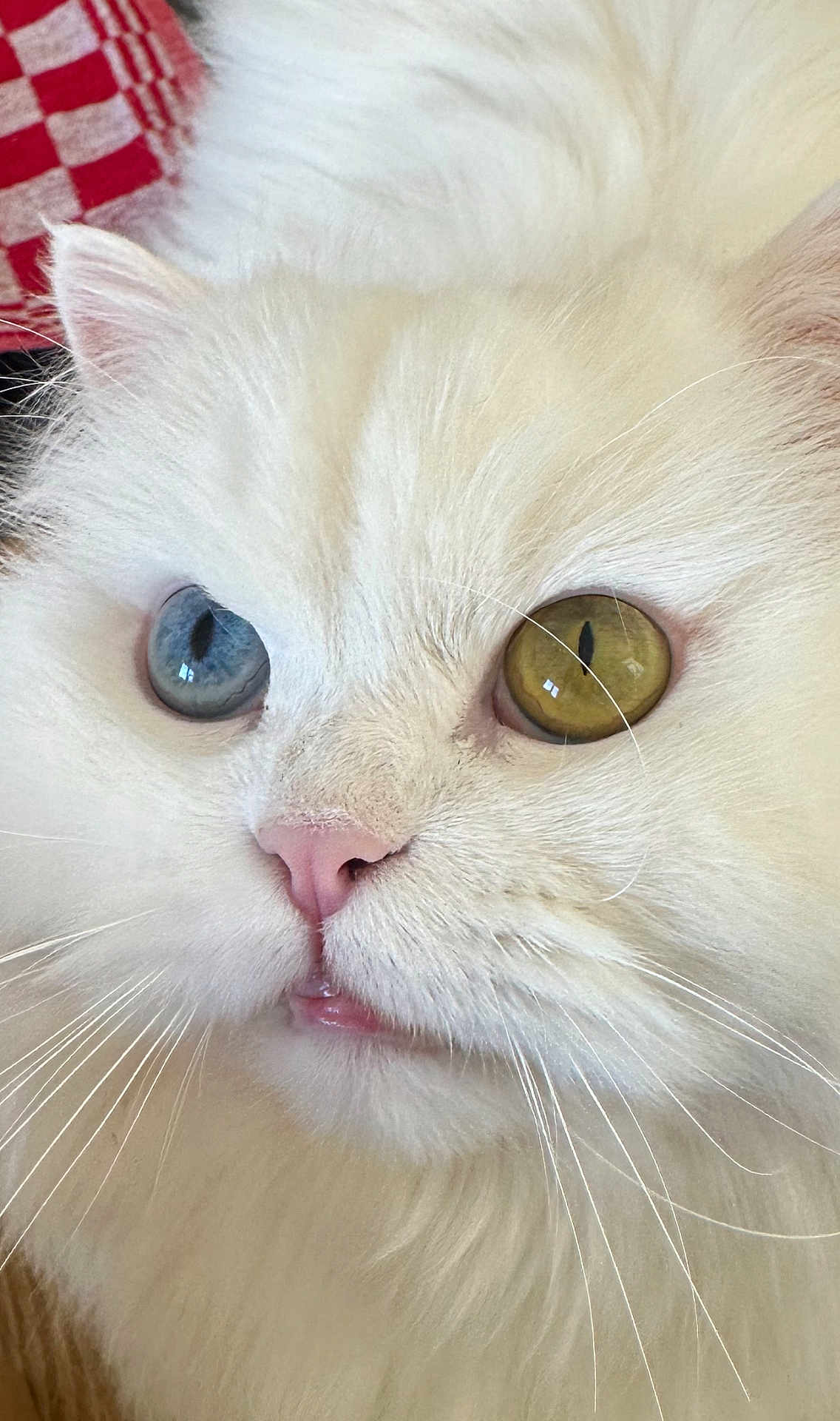 Bowie