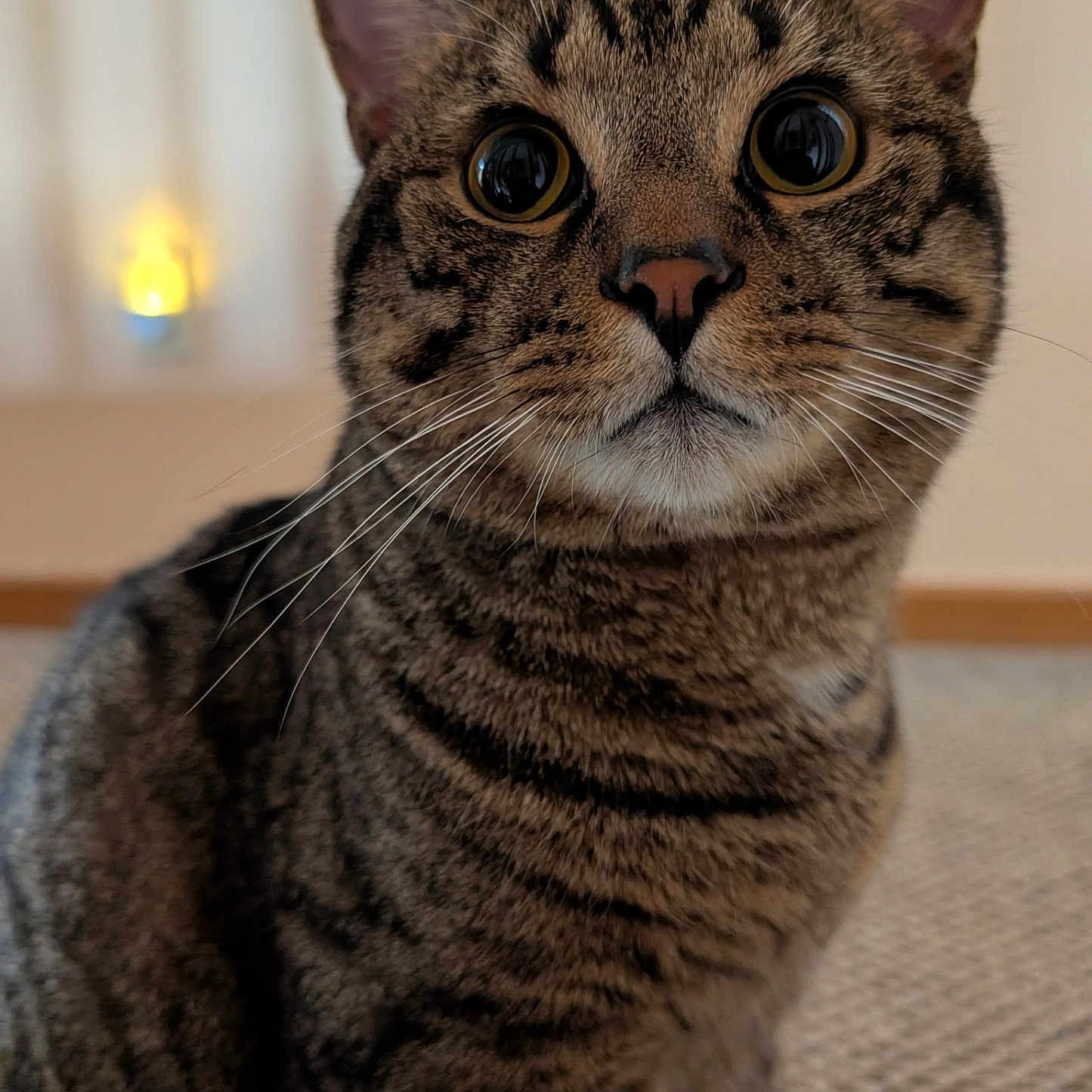 Little Bo joined the competition — help win amazing prizes! animal, carpet, cat, close_up, curious, cute, domestic, ears, eyes, feline, focus, fur, indoor, mammal, pet, portrait, sitting, striped, tabby, whiskers