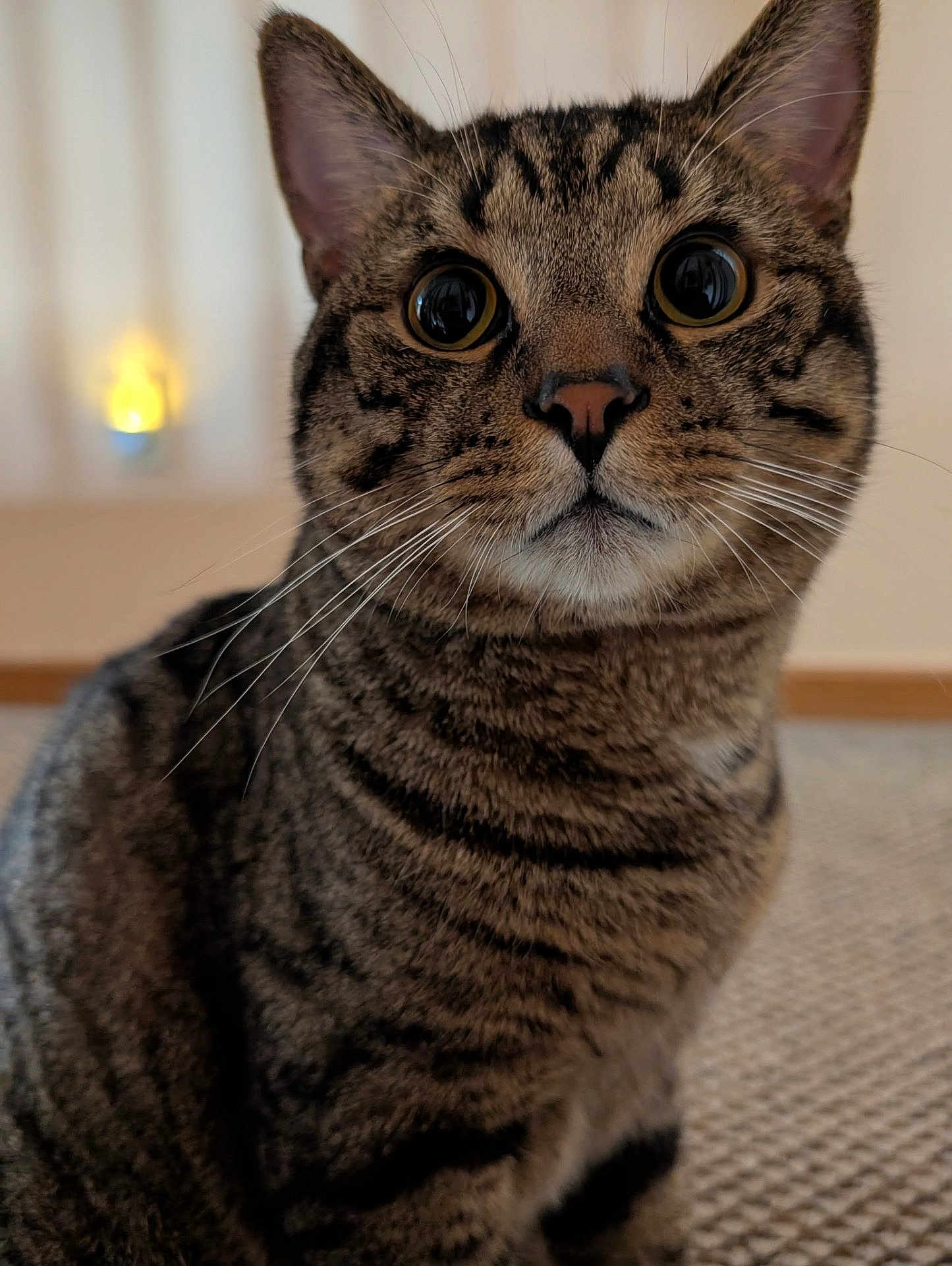 Little Bo joined the competition — help win amazing prizes! cat, tabby, close_up, pet, animal, whiskers, ears, eyes, fur, indoor, carpet, curious, cute, mammal, portrait, feline, domestic, striped, sitting, focus