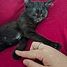 adorable, animal, black_kitten, close_up, cozy, cute, domestic_cat, finger, fur, hand, human_interaction, indoor, paw, pet, red_fabric, relaxation, resting, ring, sleeping_cat, soft_texture