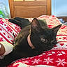 Bulle a rejoint le concours — aidez-le/la à gagner de superbes lots ! black_cat, blanket, cat, close_up, collar, comfort, cozy, cute, domestic_animal, feline, indoor, pet, red, relaxed, resting, snowflake_pattern, soft_light, white, winter_theme, wooden_door