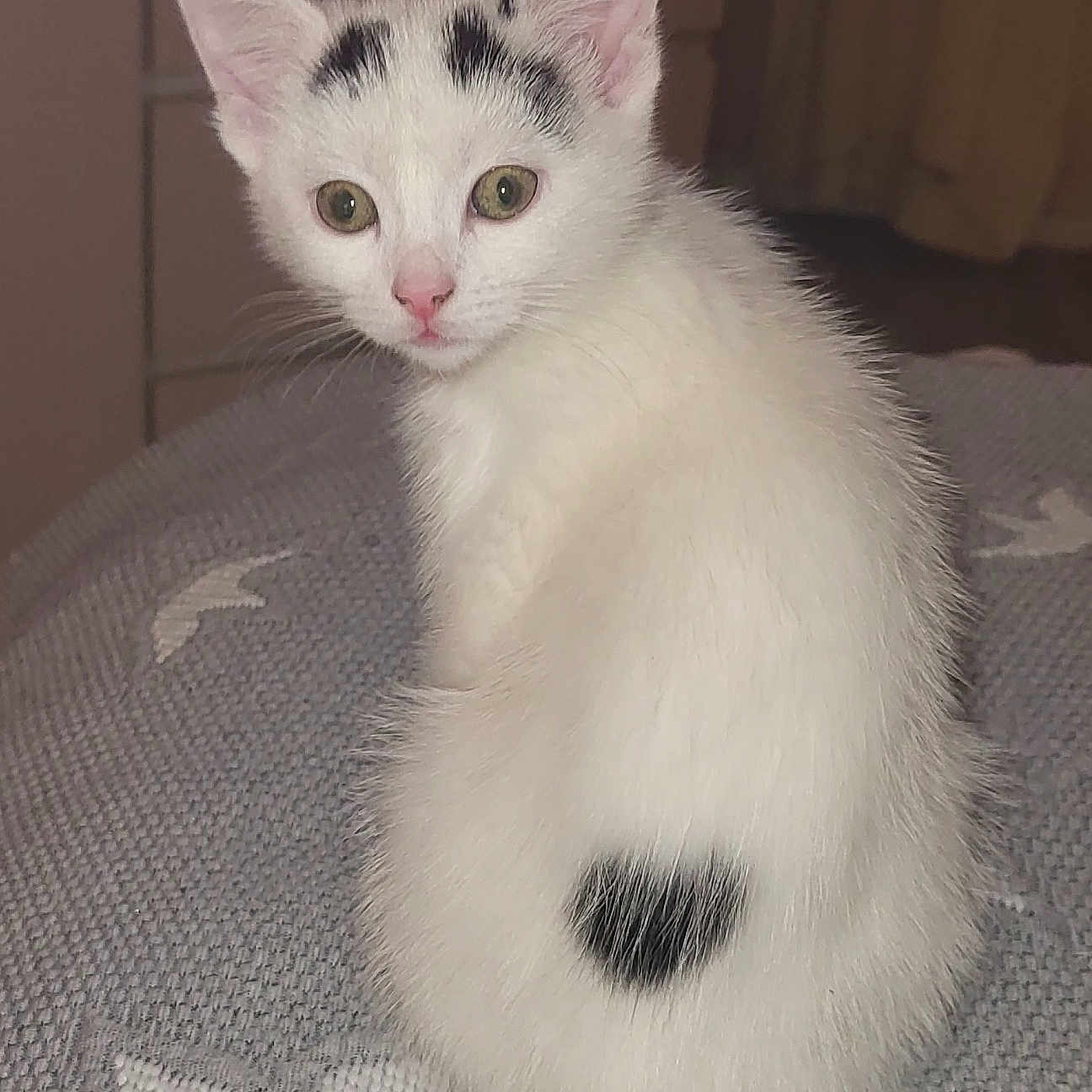 Wee Betty is registered to the contest to win money with this photo: animal, black_spot, cat, closeup, curious, cute, ears, eyes, floral_pattern, fur, gray, heart_shape, indoor, kitten, pet, sitting, textured_surface, whiskers, white_fur, young