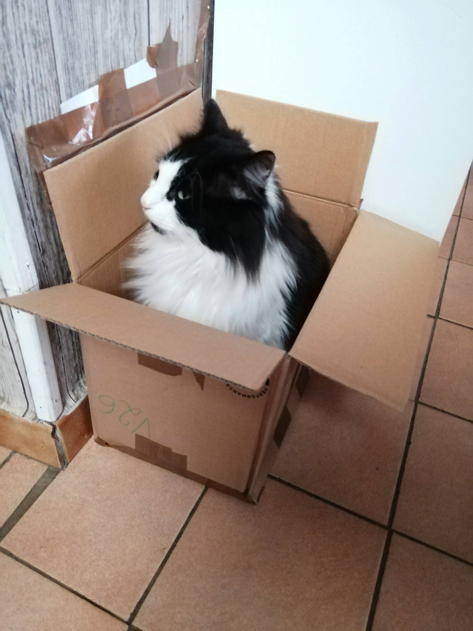 Chouchou a rejoint le concours — aidez-le/la à gagner de superbes lots ! box, cardboard, carnivore, carton, cat, cat_supply, felidae, flooring, fur, hardwood, packaging_and_labeling, shipping_box, small_to_medium_sized_cats, tail, tile_flooring, whiskers, wood
