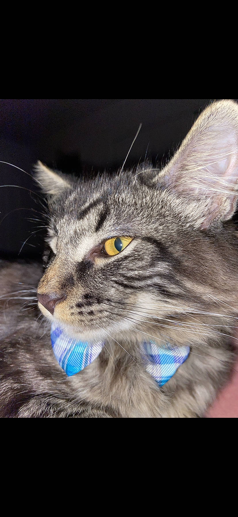 Kovu joined the competition — help win amazing prizes! carnivore, cat, claw, domestic_short_haired_cat, electric_blue, felidae, fur, paw, photo_caption, small_to_medium_sized_cats, snout, terrestrial_animal, whiskers, wildlife