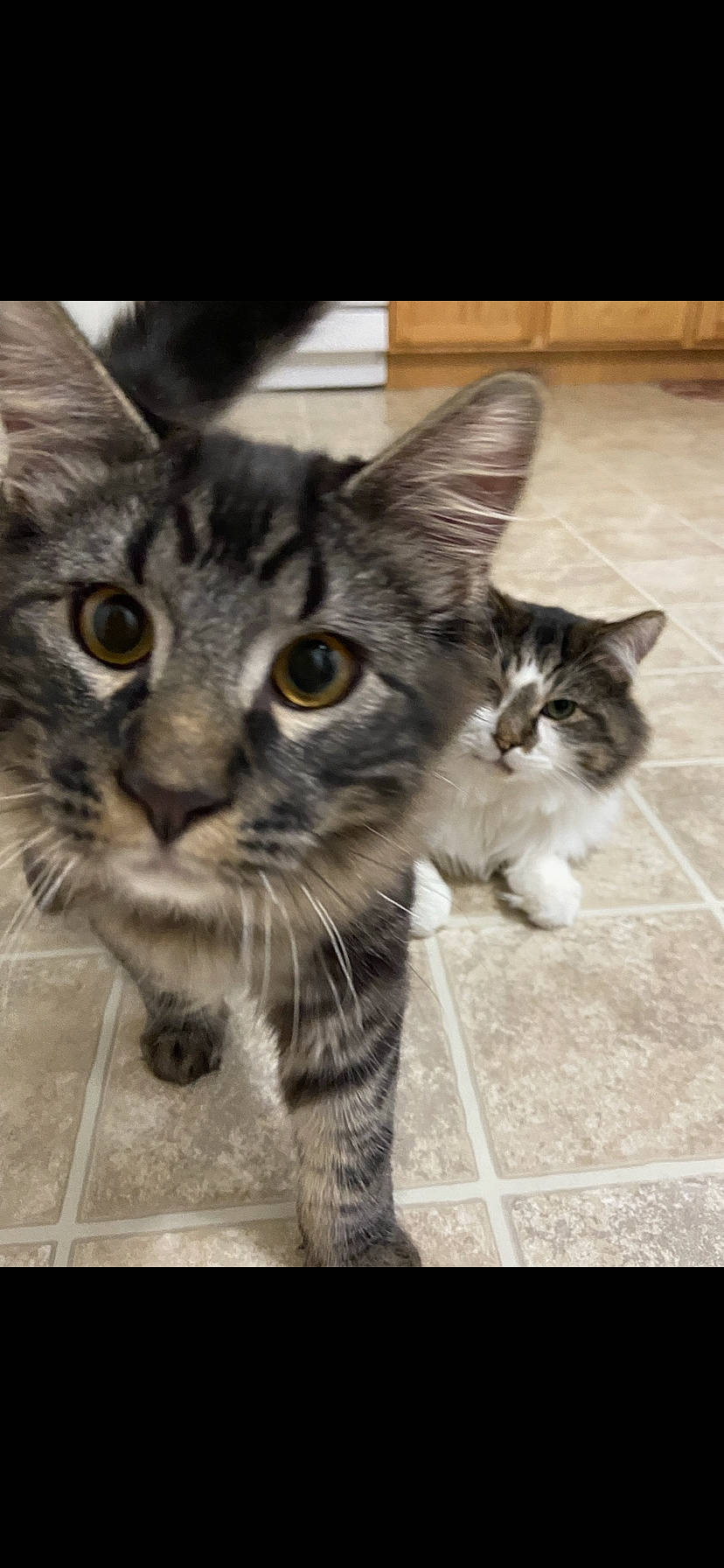 Kovu is registered to the contest to win money with this photo: carnivore, cat, claw, domestic_short_haired_cat, door, felidae, flooring, fur, grey, mammal, monochrome, monochrome_photography, paw, photo_caption, small_to_medium_sized_cats, snout, tail, vertebrate, whiskers, window