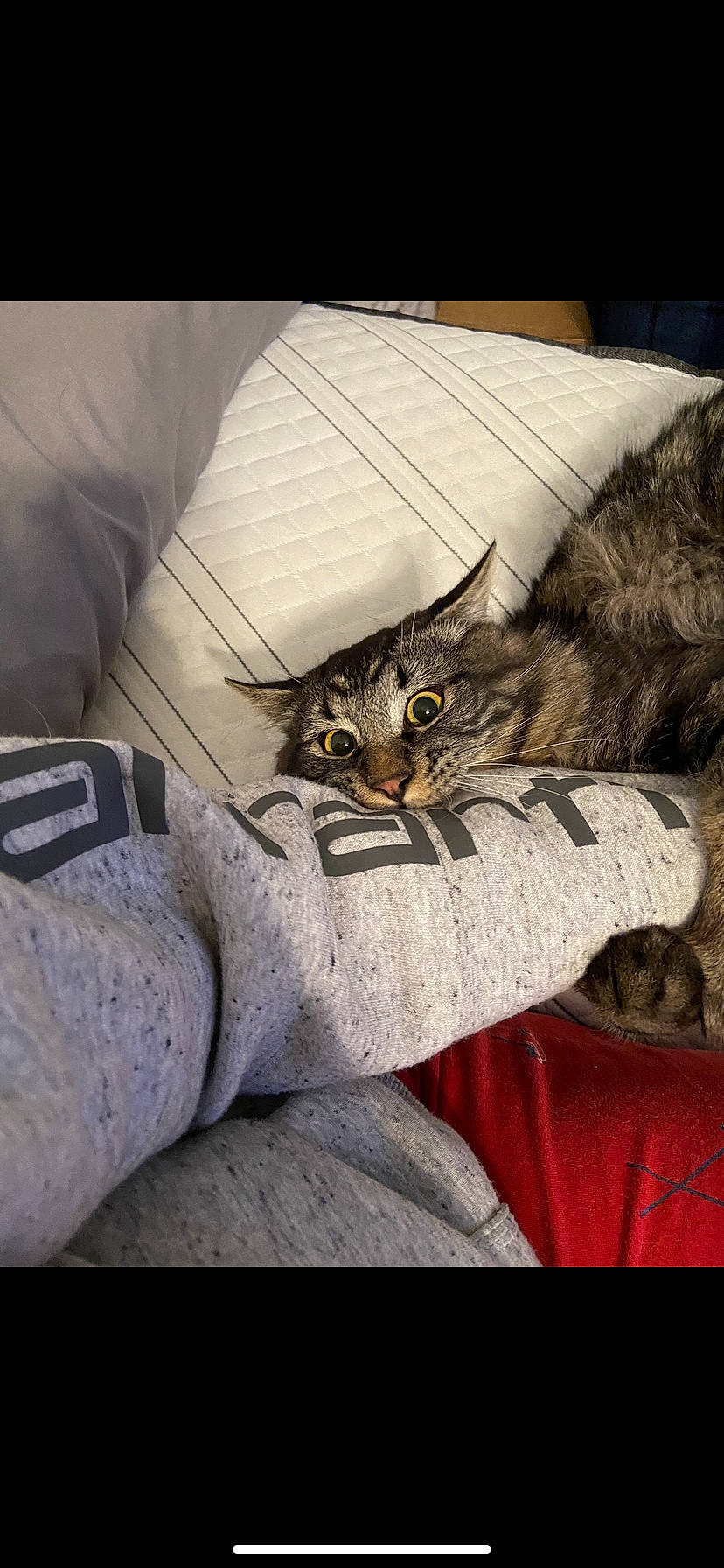 Kovu joined the competition — help win amazing prizes! carnivore, cat, claw, comfort, domestic_short_haired_cat, felidae, fur, grey, human_leg, lap, linens, nap, paw, sleeve, small_to_medium_sized_cats, tail, terrestrial_animal, whiskers