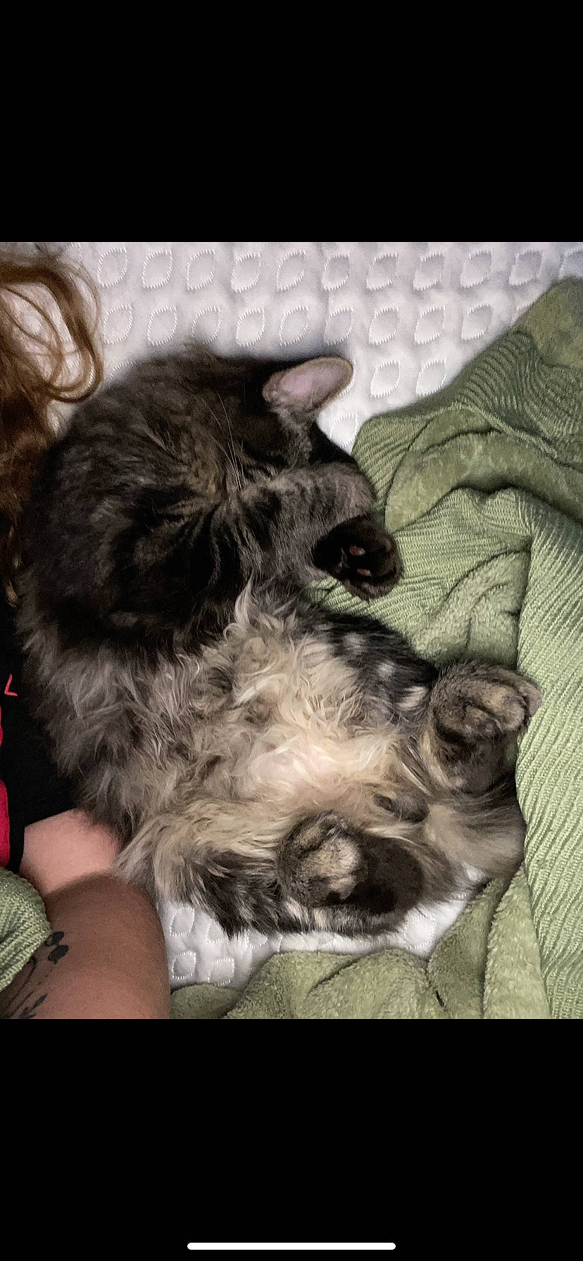 Kovu joined the competition — help win amazing prizes! carnivore, comfort, companion_dog, dog, dog_breed, ear, felidae, fur, liver, nap, paw, schnauzer, small_terrier, snout, sporting_group, standard_schnauzer, terrier, toy_dog, whiskers, working_animal