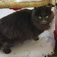Belle participe au concours pour gagner de l'argent avec cette photo : cat, grey_cat, snow, outdoor, green_eyes, fluffy, animal, pet, wicker_chair, curious, winter, cold, feline, whiskers, paw, fur, nature, closeup, mammal, looking