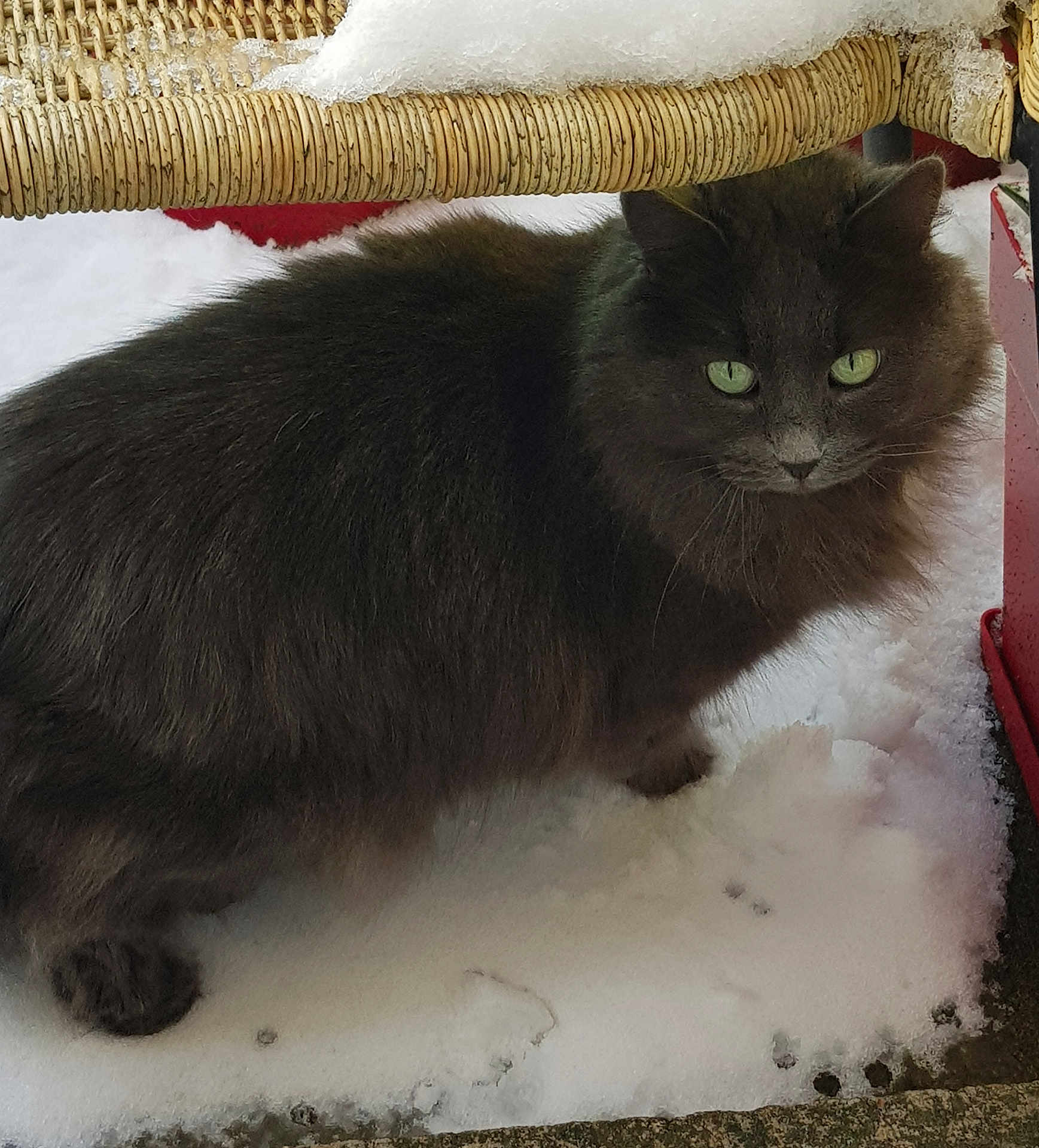 Belle participe au concours pour gagner de l'argent avec cette photo : cat, grey_cat, snow, outdoor, green_eyes, fluffy, animal, pet, wicker_chair, curious, winter, cold, feline, whiskers, paw, fur, nature, closeup, mammal, looking