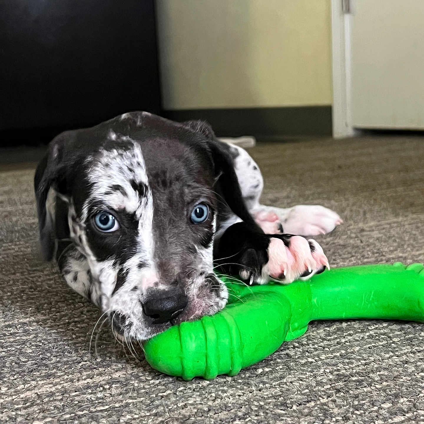 Pretty is registered to the contest to win money with this photo: animal, background, black_and_white, blue_eyes, carpet, chewing, close_up, cute, dog, domestic_animal, floor, indoor, lying_down, paw, pet, playful, puppy, texture, toy, young_dog