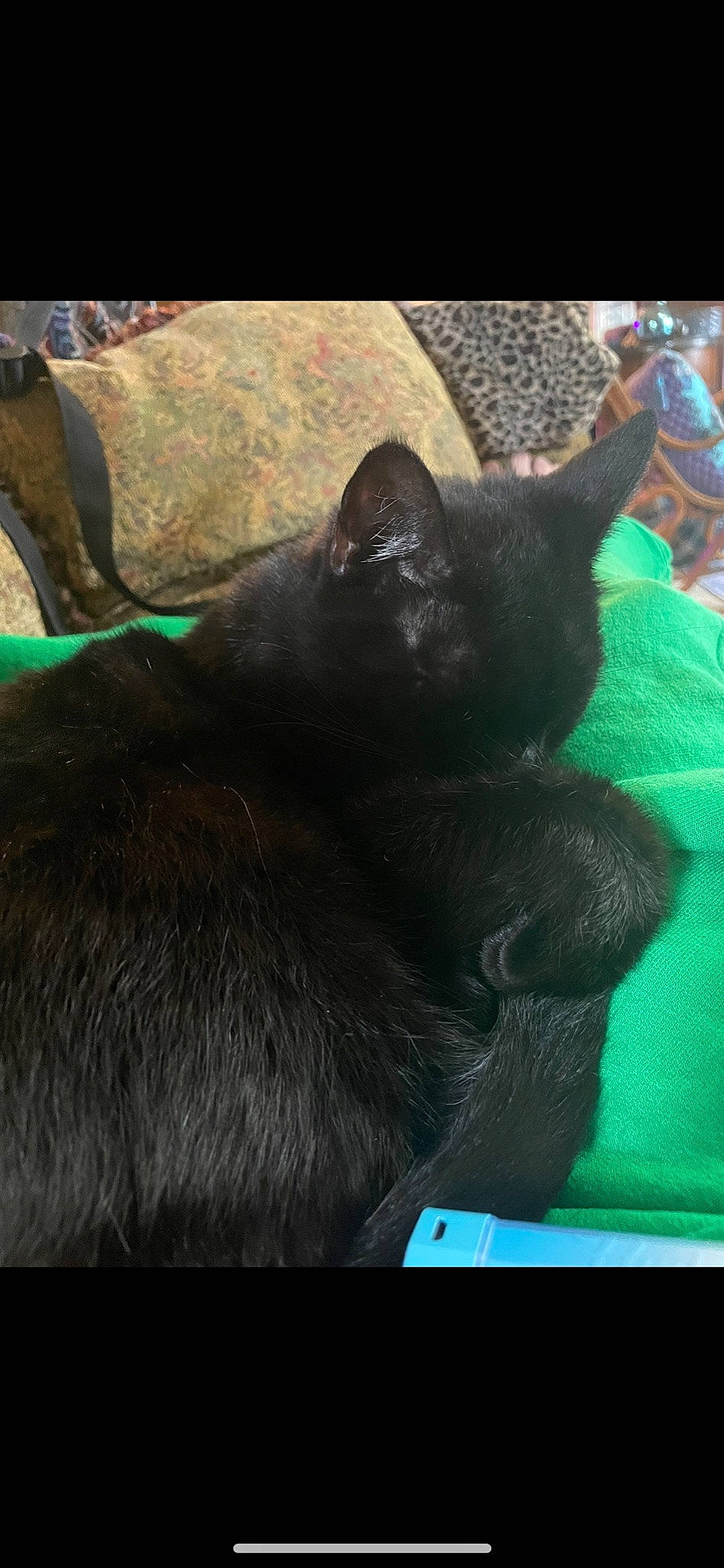 India is registered to the contest to win money with this photo: black_cat, bombay, carnivore, cat, comfort, dog_breed, domestic_short_haired_cat, felidae, fur, gesture, grass, organism, paw, small_to_medium_sized_cats, snout, sporting_group, tail, terrestrial_animal, whiskers, working_animal