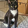 cat, tuxedo_cat, indoor, pet, animal, green_eyes, feline, whiskers, curious, sitting, floor, household, cardboard_boxes, chair, mat, paws, black_and_white, domestic_cat, fur, alert