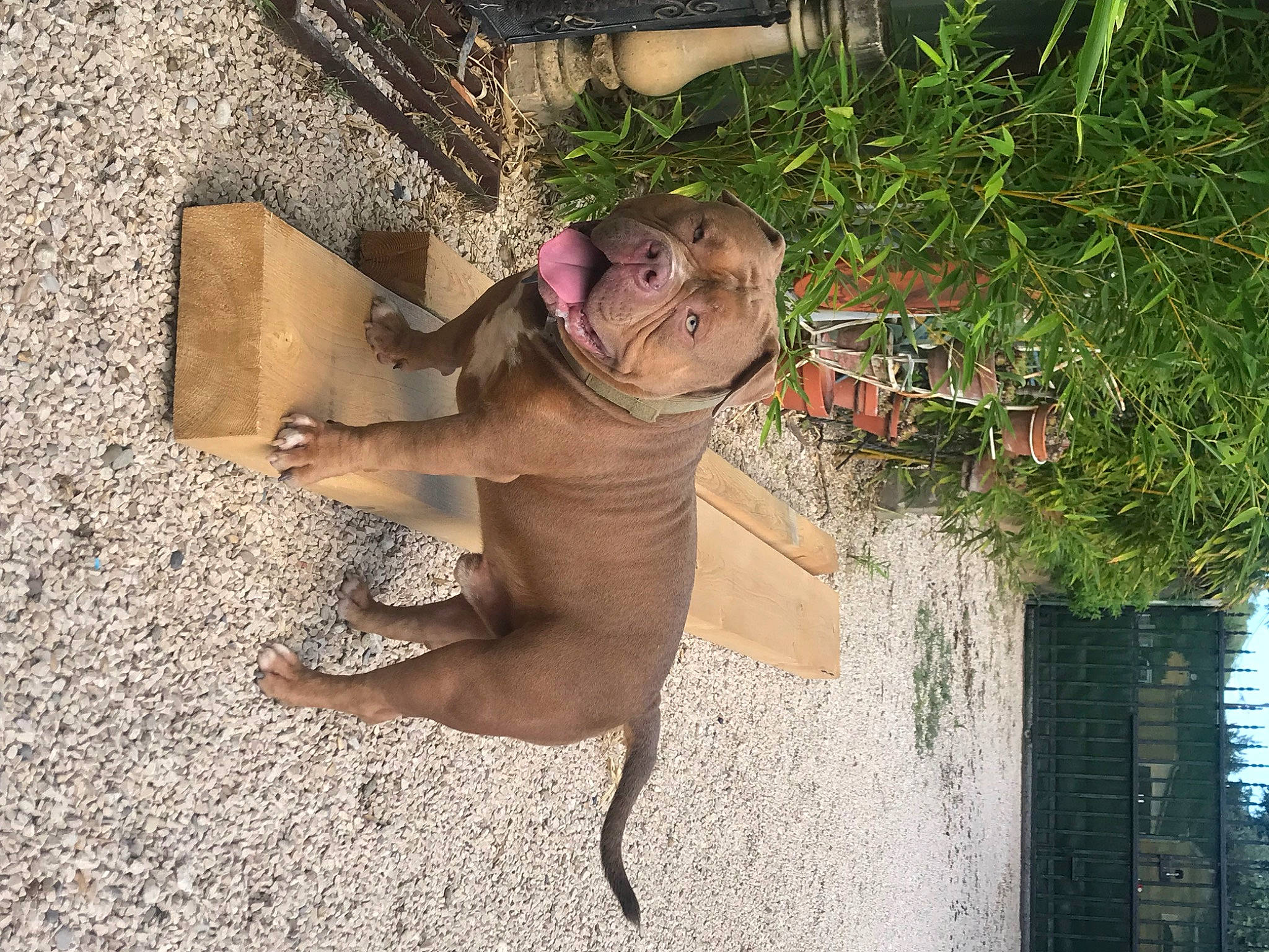 Saxo a rejoint le concours — aidez-le/la à gagner de superbes lots ! art, barechested, barefoot, chest, fawn, foot, fun, grass, human_body, human_leg, leisure, plant, sculpture, sitting, soil, thigh, tree, water, wood