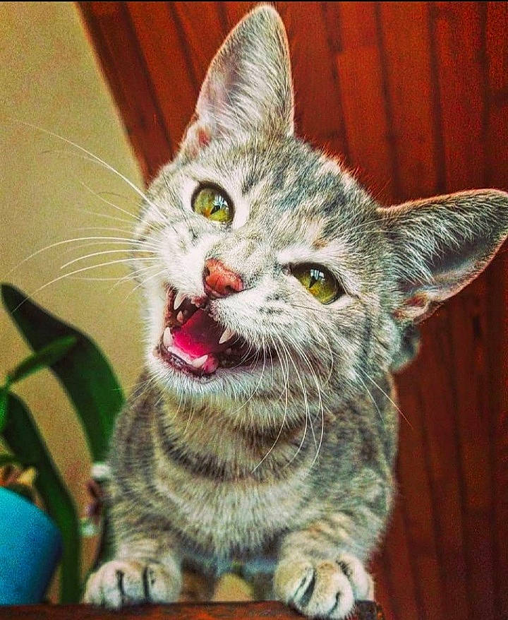 Shelby participe au concours pour gagner de l'argent avec cette photo : carnivore, cat, chair, claw, domestic_short_haired_cat, felidae, fur, grass, paw, photo_caption, small_to_medium_sized_cats, snout, tail, terrestrial_animal, whiskers