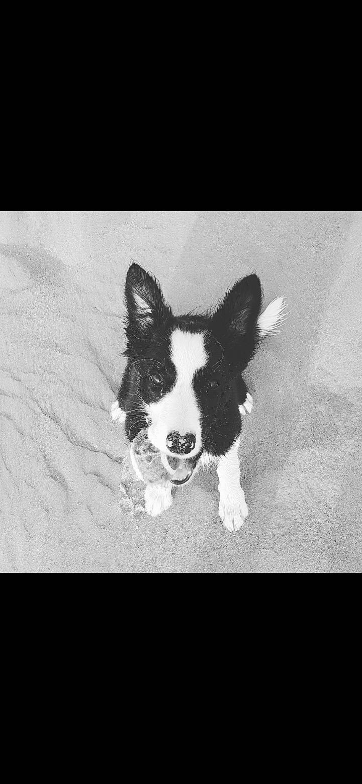 Pooky participe au concours pour gagner de l'argent avec cette photo : black_and_white, border_collie, canidae, cardigan_welsh_corgi, carnivore, dog, dog_breed, herding_dog, karelian_bear_dog, mammal, mcnab, snout, vertebrate, white, working_dog