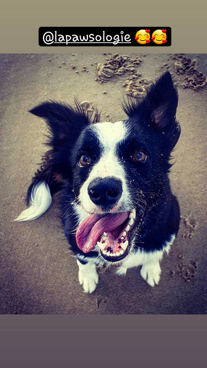 Pooky a rejoint le concours — aidez-le/la à gagner de superbes lots ! art, ball, border_collie, canidae, carnivore, companion_dog, dog, dog_breed, dog_collar, electric_blue, font, fur, happy, herding_dog, paw, photo_caption, snout, square, tints_and_shades, whiskers