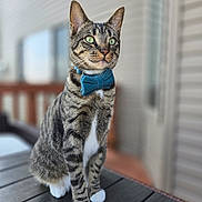Milo joined the competition — help win amazing prizes! animal, background_blur, bow_tie, cat, close_up, cute, domestic_cat, ears, feline, green_eyes, outdoor, pet, portrait, sitting, striped, sunlight, tabby, whiskers, white_paws, wooden_table