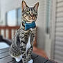 animal, background_blur, bow_tie, cat, close_up, cute, domestic_cat, ears, feline, green_eyes, outdoor, pet, portrait, sitting, striped, sunlight, tabby, whiskers, white_paws, wooden_table