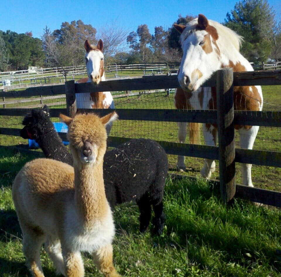 Moxie is registered to the contest to win money with this photo: alpaca, camelid, ecoregion, fence, grass, grassland, grazing, groundcover, landscape, livestock, llama, meadow, natural_environment, plant, rural_area, sheep, sky, split_rail_fence, terrestrial_animal, tree