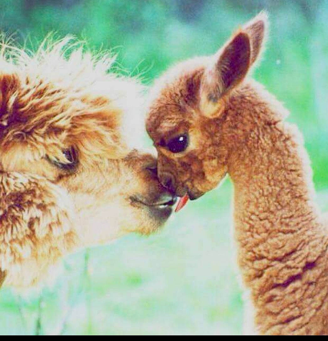 Moxie is registered to the contest to win money with this photo: adaptation, alpaca, camelid, close_up, eye, eyelash, fawn, fur, grass, happy, head, landscape, livestock, llama, organism, sharing, snout, terrestrial_animal, wildlife, working_animal