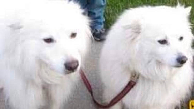 Hooper joined the competition — help win amazing prizes! ancient_dog_breeds, canidae, carnivore, companion_dog, dog, dog_breed, fur, giant_dog_breed, great_pyrenees, kuvasz, non_sporting_group, polish_tatra_sheepdog, samoyed, snout, sporting_group, terrestrial_animal, white, working_animal, working_dog