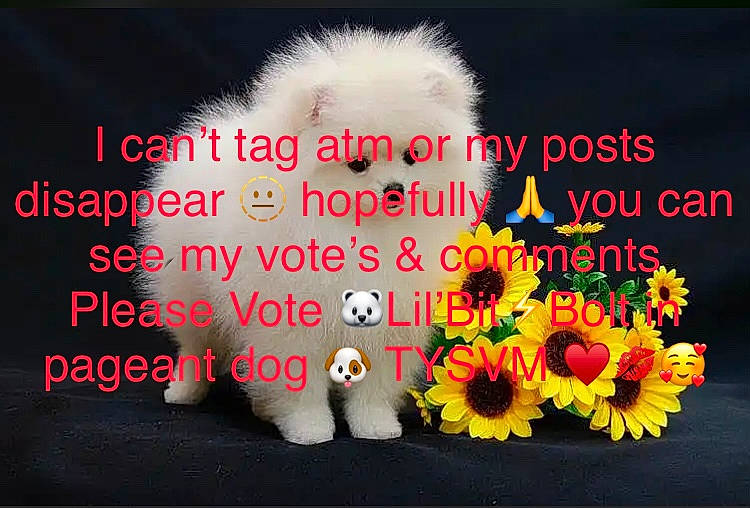 Hooper joined the competition — help win amazing prizes! advertising, annual_plant, bouquet, companion_dog, cut_flowers, event, floral_design, flower, flower_arranging, flowering_plant, font, fur, greeting, happy, love, organism, paw, petal, photo_caption, plant