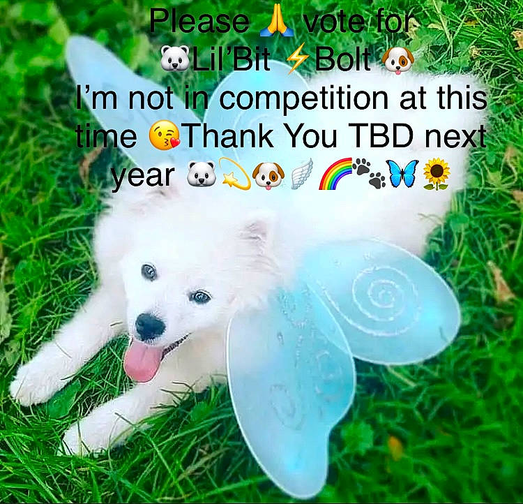 Hooper is registered to the contest to win money with this photo: canidae, carnivore, companion_dog, dog, dog_breed, fictional_character, font, grass, happy, insect, lawn, natural_environment, organism, paw, people_in_nature, photo_caption, sporting_group, tail, toy, wing