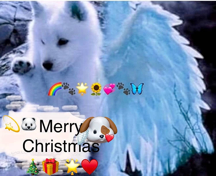 Hooper joined the competition — help win amazing prizes! american_eskimo_dog, ancient_dog_breeds, art, canidae, companion_dog, dog, dog_breed, font, freezing, fur, happy, indian_spitz, photo_caption, snow, spitz, winter