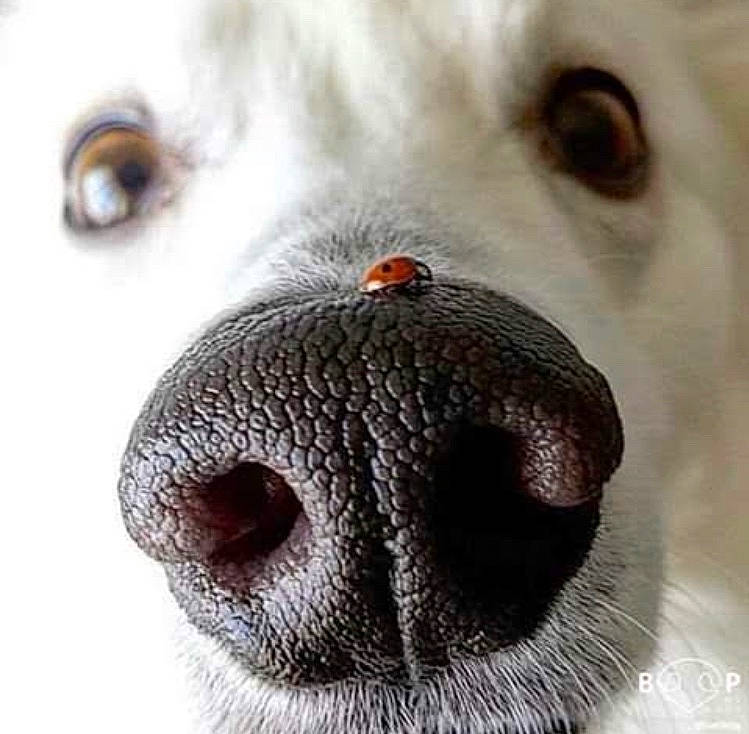 Icy Aka Iceman is registered to the contest to win money with this photo: carnivore, close_up, companion_dog, dog, dog_breed, eyelash, fur, iris, jaw, no_expression, non_sporting_group, nose, snout, sporting_group, terrestrial_animal, whiskers, white, working_animal